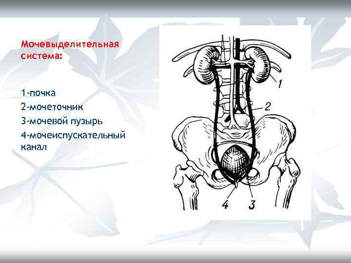 Мочевыделительная система: 1 -почка 2 -мочеточник 3 -мочевой пузырь 4 -мочеиспускательный канал 