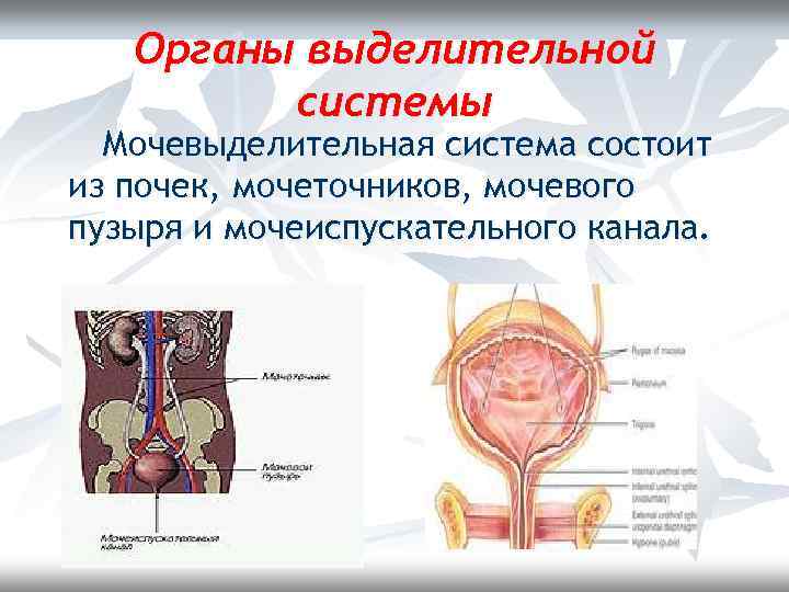 Органы выделительной системы Мочевыделительная система состоит из почек, мочеточников, мочевого пузыря и мочеиспускательного канала.