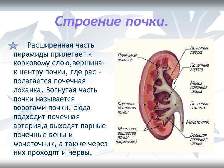 Строение почки. Расширенная часть пирамиды прилегает к корковому слою, вершинак центру почки, где рас