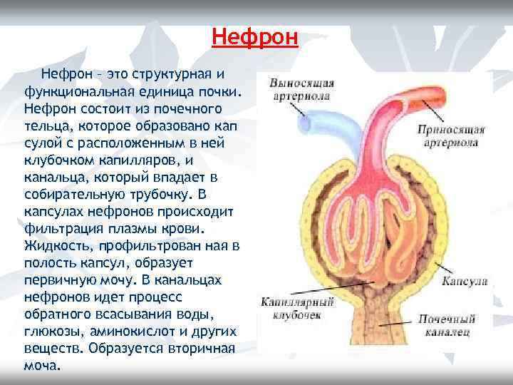 Нефрон – это структурная и функциональная единица почки. Нефрон состоит из почечного тельца, которое