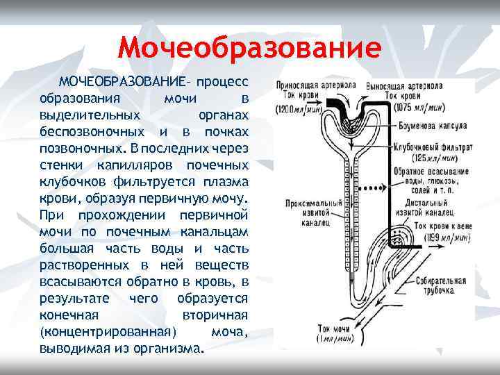 Процесс мочеобразования презентация