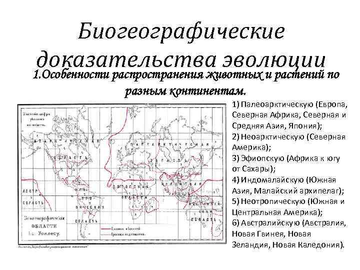 Биогеографические доказательства эволюции. Биогеографические доказательства характеристика. Биогеографическая Эволюция характеристика. Биогеографические доказательства эволюции кратко. Биогеографические зоны.