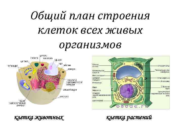 Общий план строения организма человека