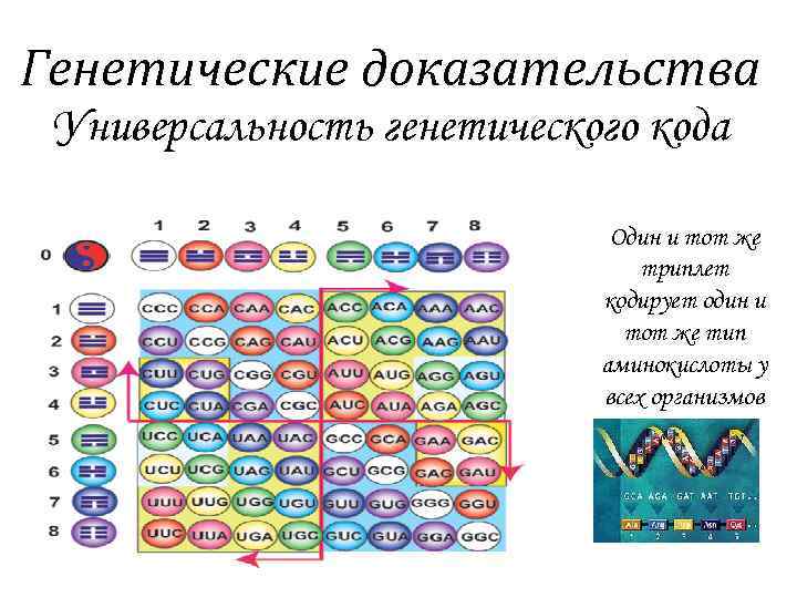 Генетические доказательства. Универсальность генетического кода. Универсальность генетического кода доказательство эволюции. Универсальность кода это в биологии.