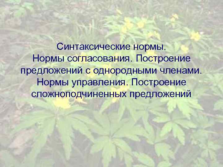 Синтаксические нормы. Нормы согласования. Построение предложений с однородными членами. Нормы управления. Построение сложноподчиненных предложений