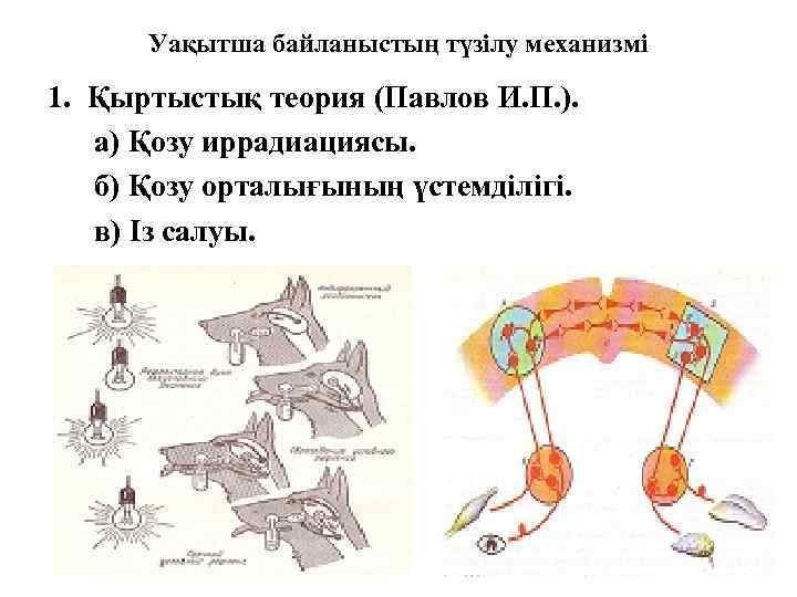 Уақытша байланыстың түзілу механизмі 1. Қыртыстық теория (Павлов И. П. ). а) Қозу иррадиациясы.