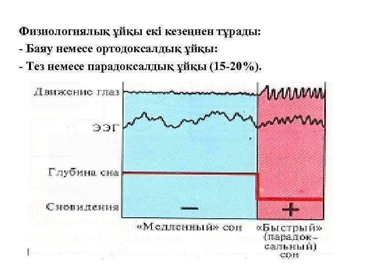 Физиологиялық ұйқы екі кезеңнен тұрады: - Баяу немесе ортодоксалдық ұйқы: - Тез немесе парадоксалдық
