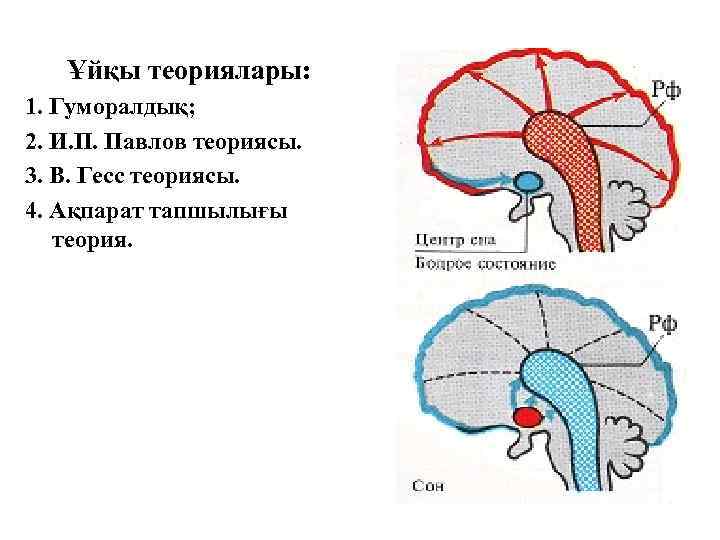 Ұйқы теориялары: 1. Гуморалдық; 2. И. П. Павлов теориясы. 3. В. Гесс теориясы. 4.