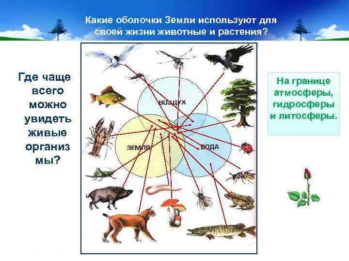 Какие оболочки Земли используют для своей жизни животные и растения? Где чаще всего можно