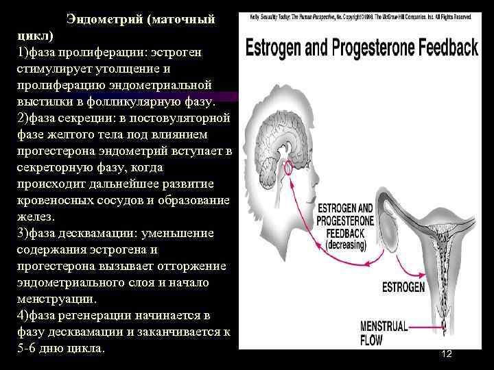 Секреторная фаза эндометрия