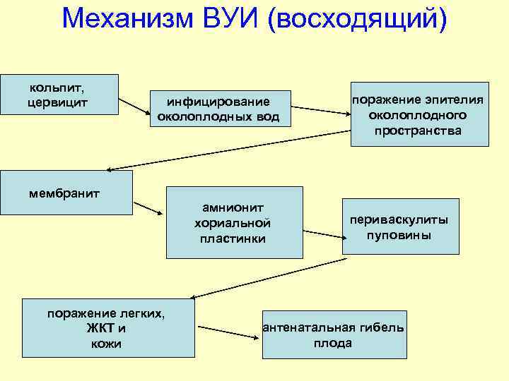 Схема патогенеза внутриутробной инфекции у плода