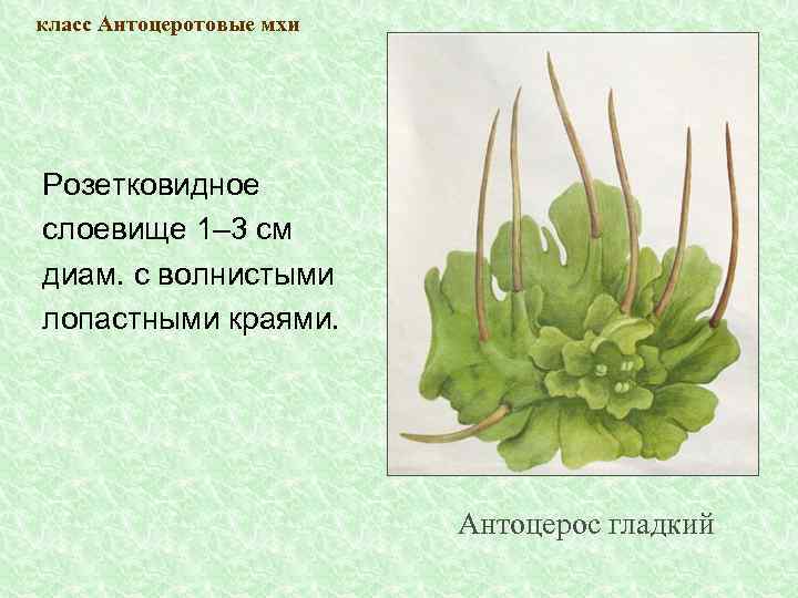 класс Антоцеротовые мхи Розетковидное слоевище 1– 3 см диам. с волнистыми лопастными краями. Антоцерос