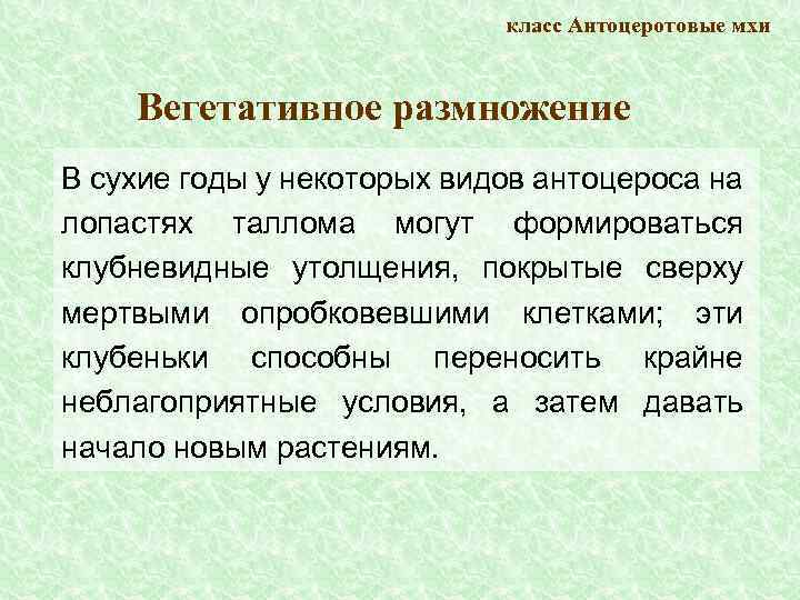 класс Антоцеротовые мхи Вегетативное размножение В сухие годы у некоторых видов антоцероса на лопастях