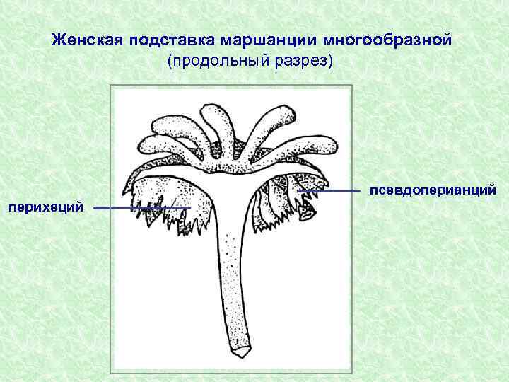 Женская подставка маршанции многообразной (продольный разрез) псевдоперианций перихеций 
