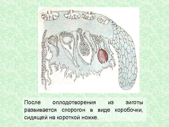 Клетки спорогона образуются из