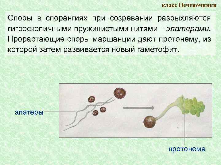 класс Печеночники Споры в спорангиях при созревании разрыхляются гигроскопичными пружинистыми нитями – элатерами. Прорастающие