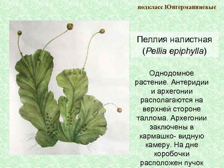 подкласс Юнгерманниевые Пеллия налистная (Pellia epiphylla) Однодомное растение. Антеридии и архегонии располагаются на верхней
