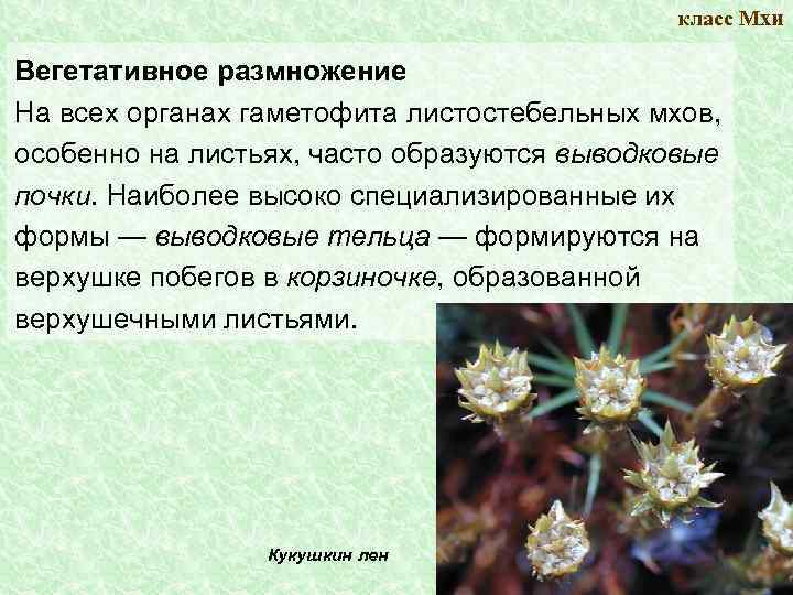 класс Мхи Вегетативное размножение На всех органах гаметофита листостебельных мхов, особенно на листьях, часто