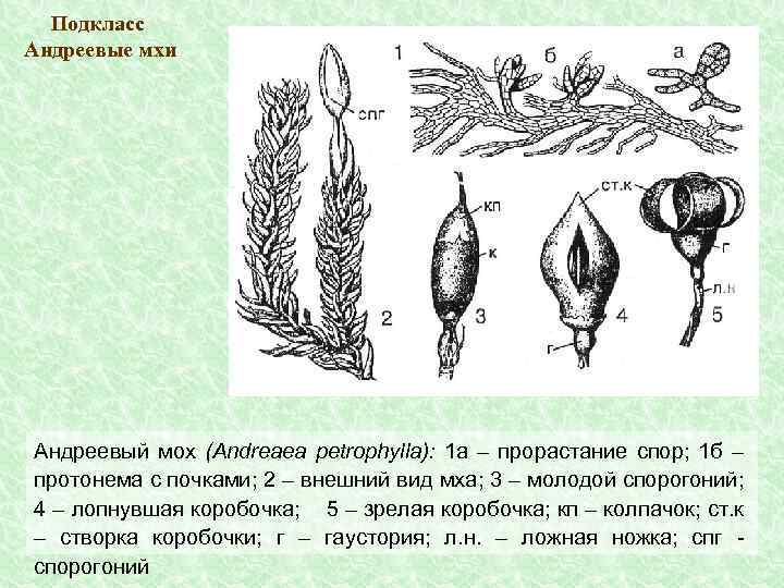 Подкласс Андреевые мхи Андреевый мох (Andreaea petrophylla): 1 а – прорастание спор; 1 б