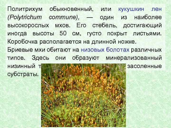 Политрихум обыкновенный, или кукушкин лен (Polytrichum commune), — один из наиболее высокорослых мхов. Его