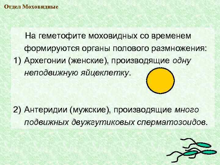 Отдел Моховидные На геметофите моховидных со временем формируются органы полового размножения: 1) Архегонии (женские),