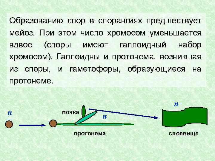 Образованию спор в спорангиях предшествует мейоз. При этом число хромосом уменьшается вдвое (споры имеют