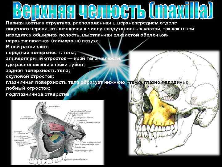 Парная костная структура, расположенная в верхнепереднем отделе лицевого черепа, относящаяся к числу воздухоносных костей,