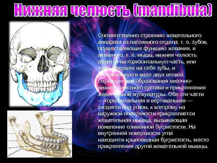 Соответственно строению жевательного аппарата из пассивного отдела, т. е. зубов, осуществляющих функцию жевания, и