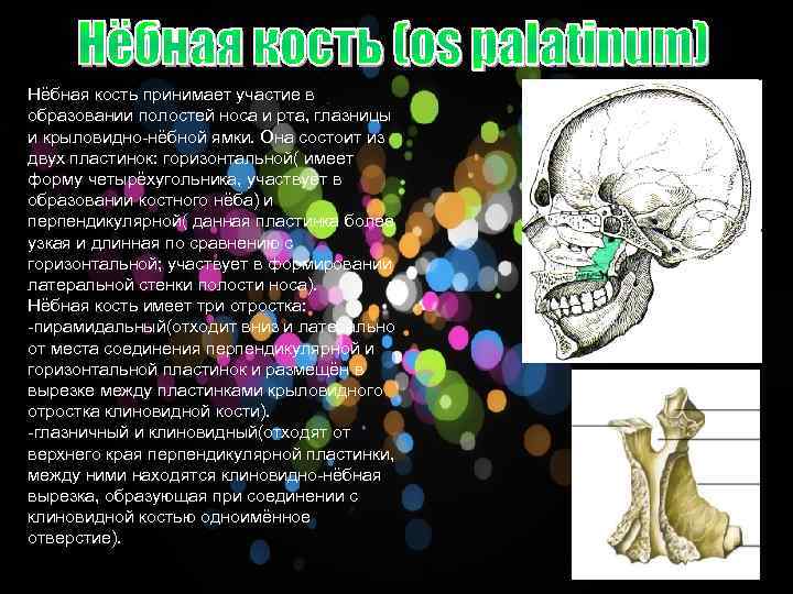 Нёбная кость принимает участие в образовании полостей носа и рта, глазницы и крыловидно-нёбной ямки.