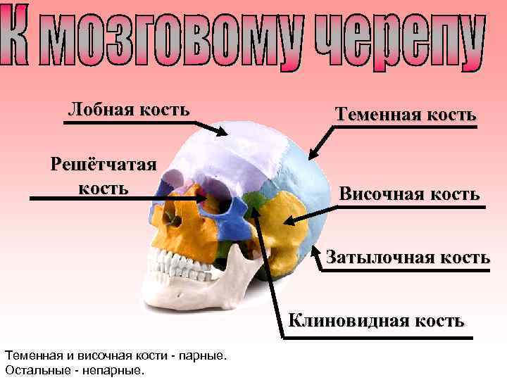 Лобная кость Решётчатая кость Теменная кость Височная кость Затылочная кость Клиновидная кость Теменная и