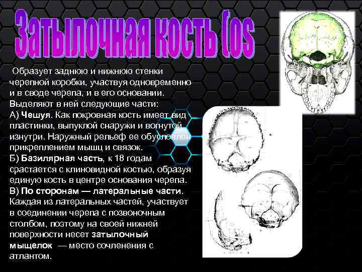  Образует заднюю и нижнюю стенки черепной коробки, участвуя одновременно и в своде черепа,