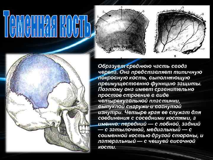 Образует среднюю часть свода черепа. Она представляет типичную покровную кость, выполняющую преимущественно функцию защиты.