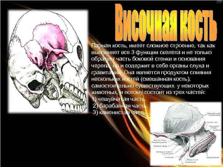 Парная кость, имеет сложное строение, так как выполняет все 3 функции скелета и не