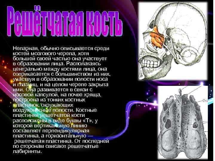 Среди костей