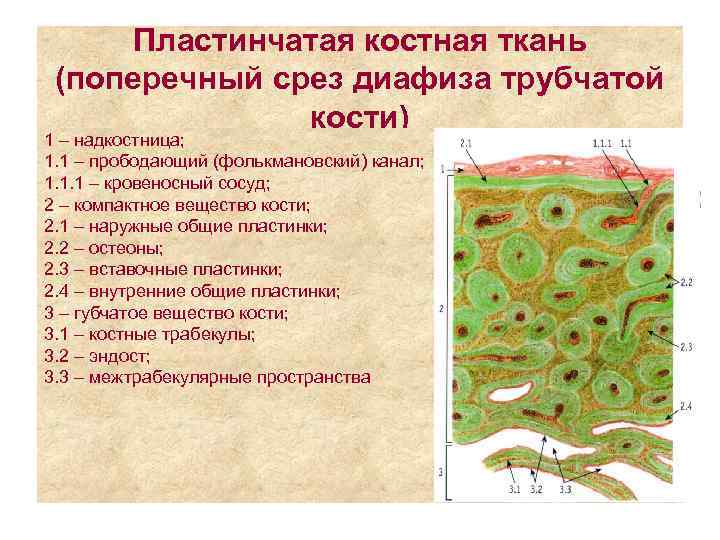 Какими цифрами обозначены изображения костной ткани