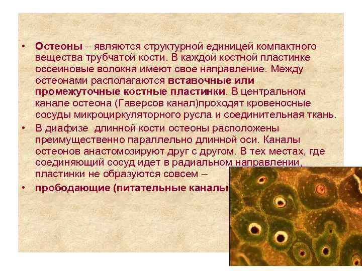  • Остеоны – являются структурной единицей компактного вещества трубчатой кости. В каждой костной