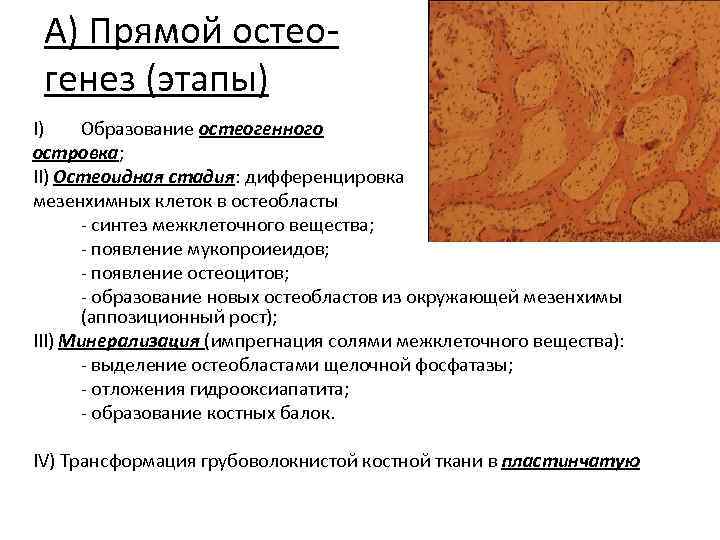 А) Прямой остеогенез (этапы) I) Образование остеогенного островка; II) Остеоидная стадия: дифференцировка мезенхимных клеток