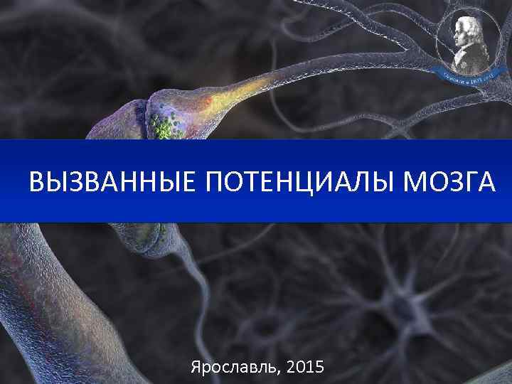 ВЫЗВАННЫЕ ПОТЕНЦИАЛЫ МОЗГА Ярославль, 2015 