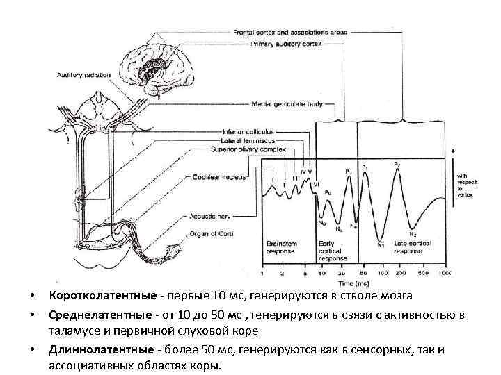 • • • Коротколатентные - первые 10 мс, генерируются в стволе мозга Среднелатентные