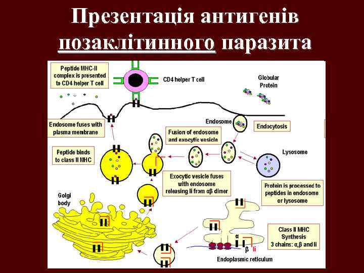 Презентація антигенів позаклітинного паразита 
