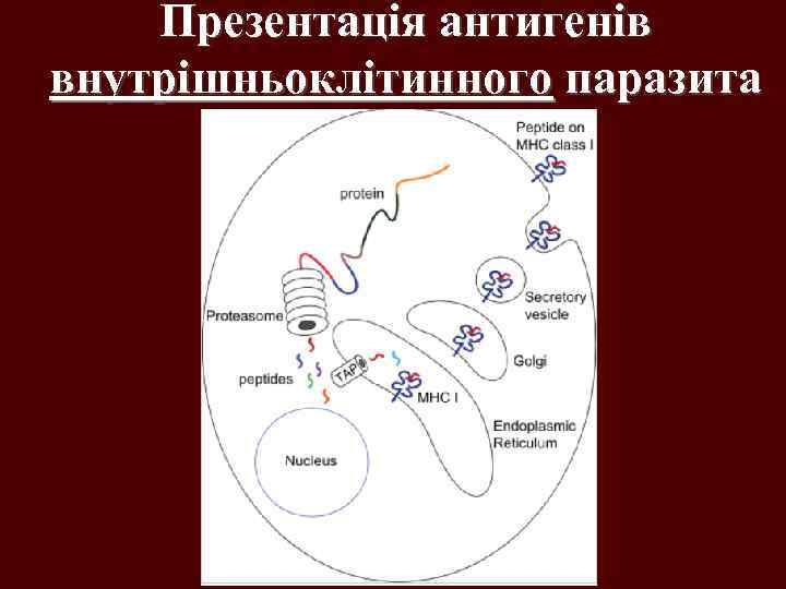 Презентація антигенів внутрішньоклітинного паразита 