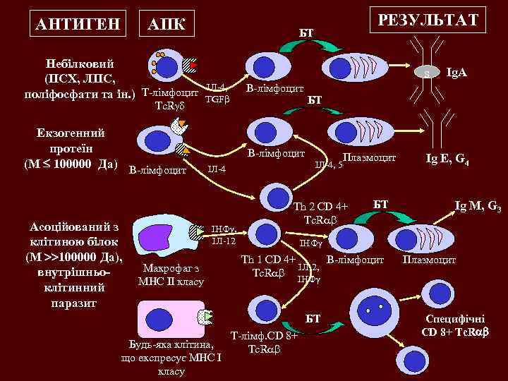 АНТИГЕН АПК Небілковий (ПСХ, ЛПС, поліфосфати та ін. ) Т-лімфоцит Tc. R Екзогенний протеїн