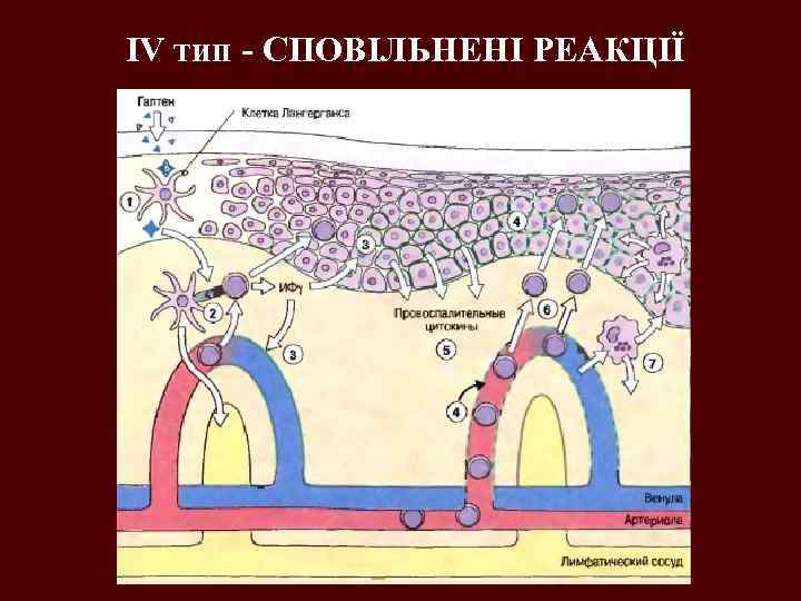 ІV тип - CПОВІЛЬНЕНІ РЕАКЦІЇ 