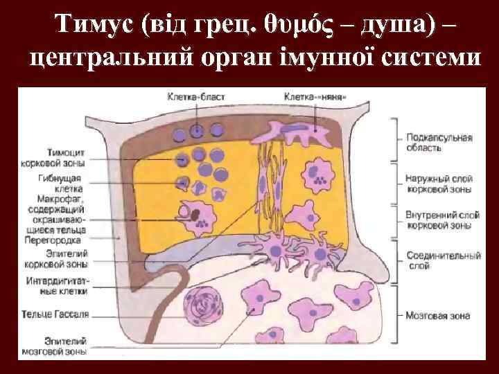 Тимус (від грец. θυμός – душа) – центральний орган імунної системи 