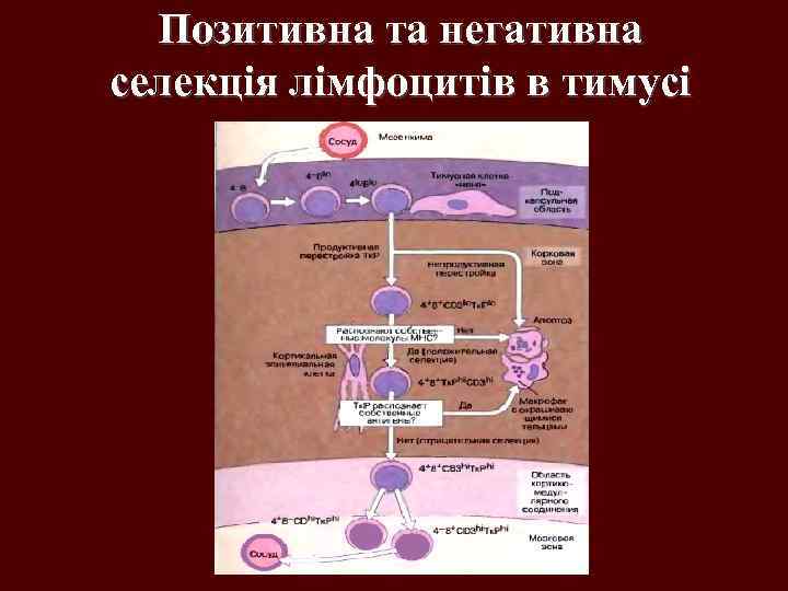 Позитивна та негативна селекція лімфоцитів в тимусі 