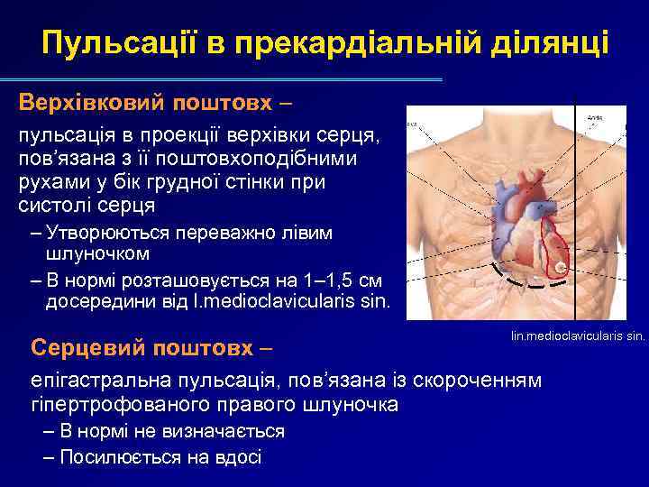 Пульсації в прекардіальній ділянці Верхівковий поштовх – пульсація в проекції верхівки серця, пов’язана з