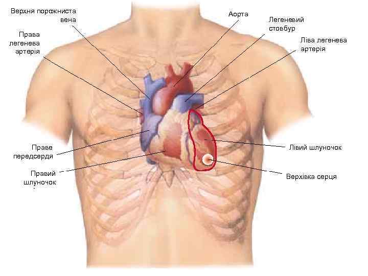 Верхня порожниста вена Права легенева артерія Праве передсердя Правий шлуночок Аорта Легеневий стовбур Ліва