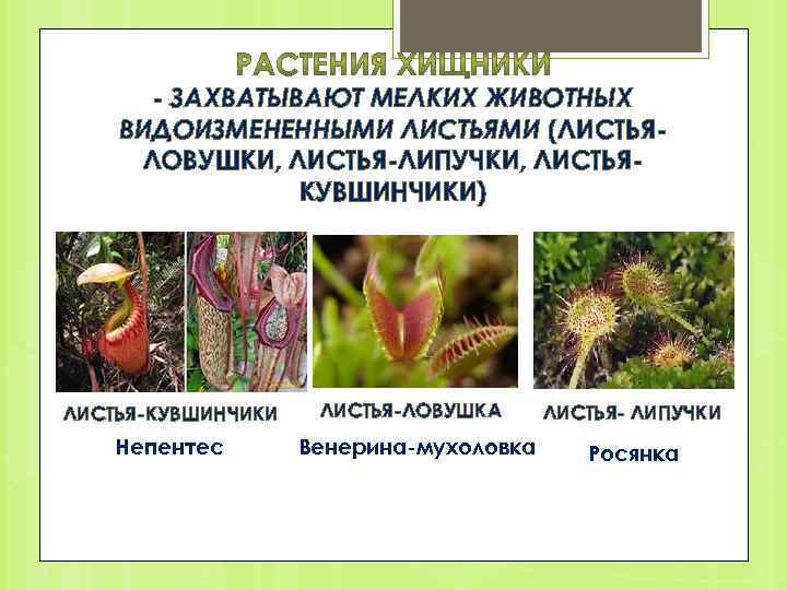  ЗАХВАТЫВАЮТ МЕЛКИХ ЖИВОТНЫХ ВИДОИЗМЕНЕННЫМИ ЛИСТЬЯМИ (ЛИСТЬЯ ЛОВУШКИ, ЛИСТЬЯ ЛИПУЧКИ, ЛИСТЬЯ КУВШИНЧИКИ) ЛИСТЬЯ КУВШИНЧИКИ