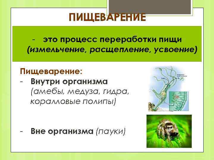 ПИЩЕВАРЕНИЕ - это процесс переработки пищи (измельчение, расщепление, усвоение) Пищеварение: - Внутри организма (амебы,