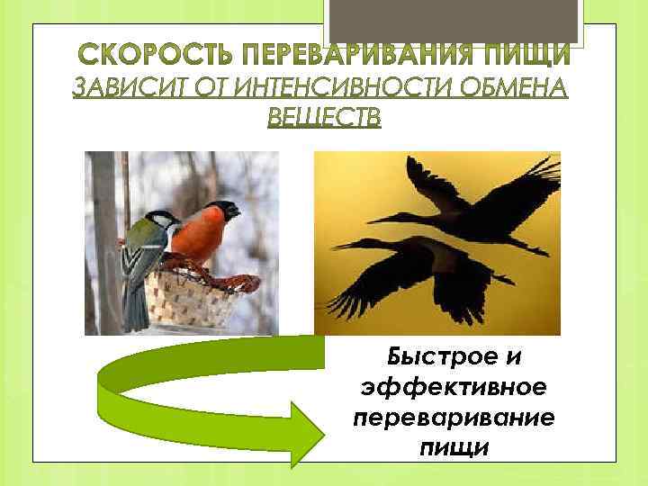 Быстрое и эффективное переваривание пищи 